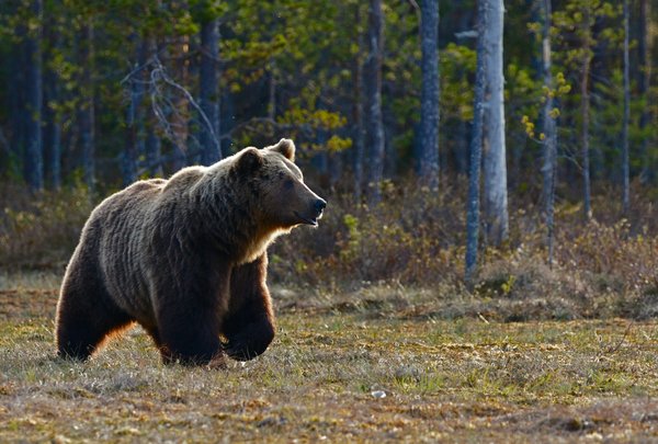 Comment organiser une visite des parcs nationaux au Canada pour observer les ours ?